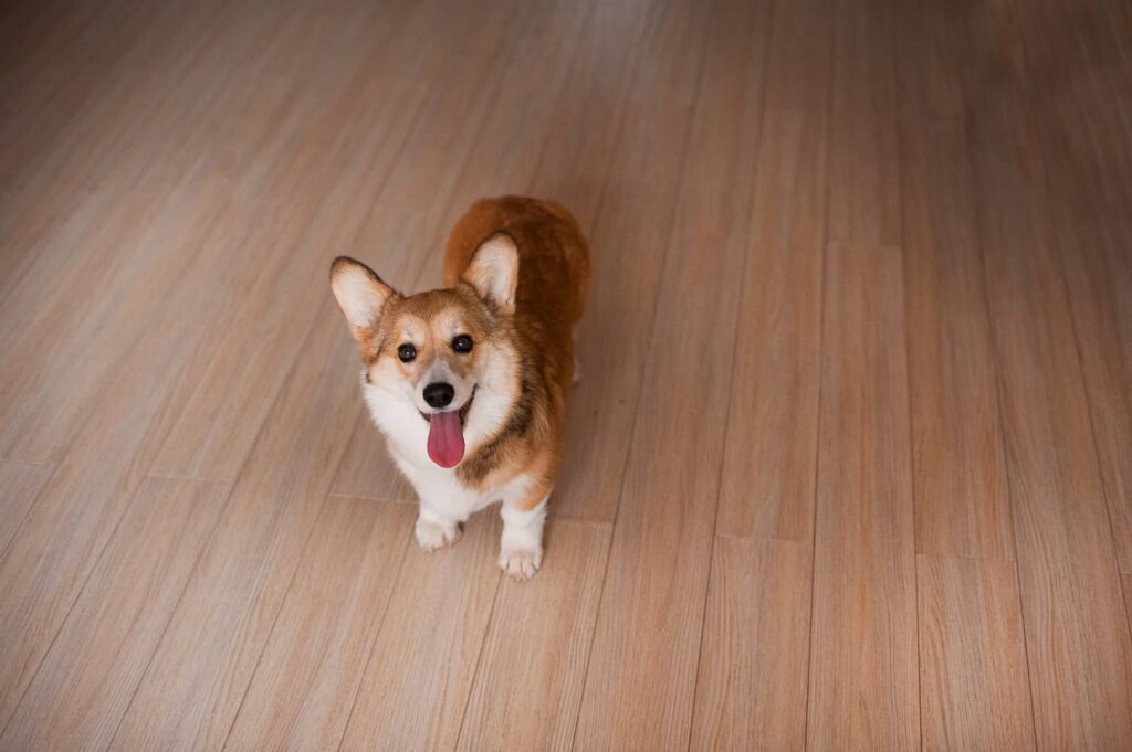 พื้นในบ้าน Pet-Friendly House มีไม่ลื่น เพื่อให้สัตว์ทรงตัวสะดวก