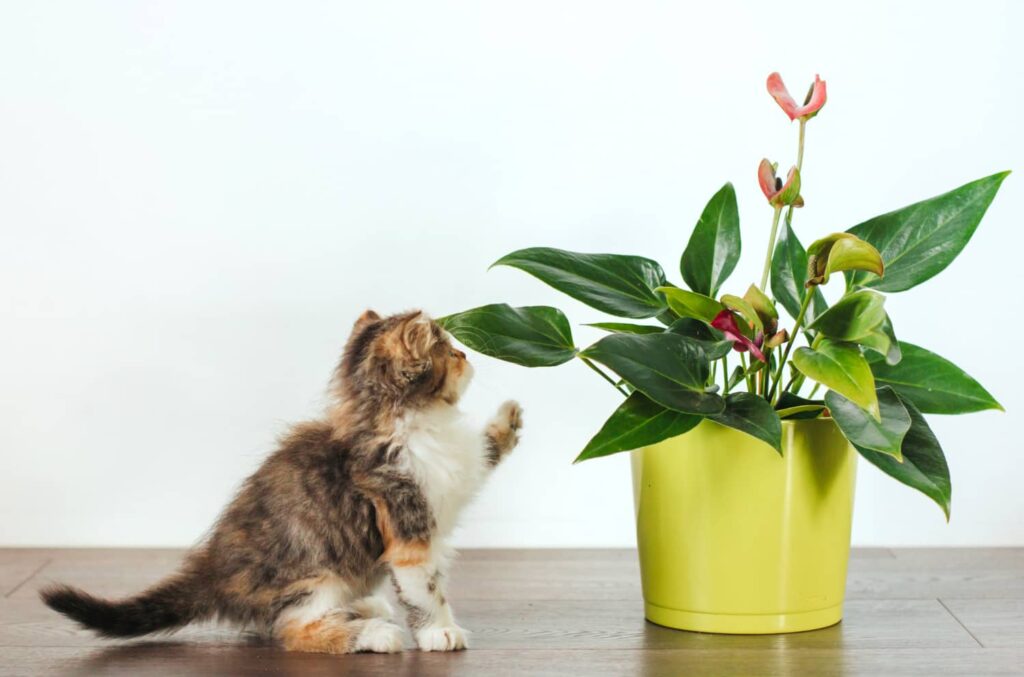 ต้นไม้บางชนิดไม่เหมาะกับ Pet-Friendly House เพราะเป็นพิษต่อสัตว์