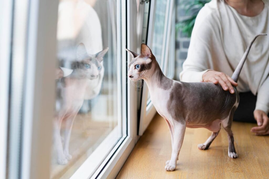 หน้าต่างใน Pet-Friendly House ช่วยให้สัตว์เลี้ยงมีมุมชมนก ชมวิว
